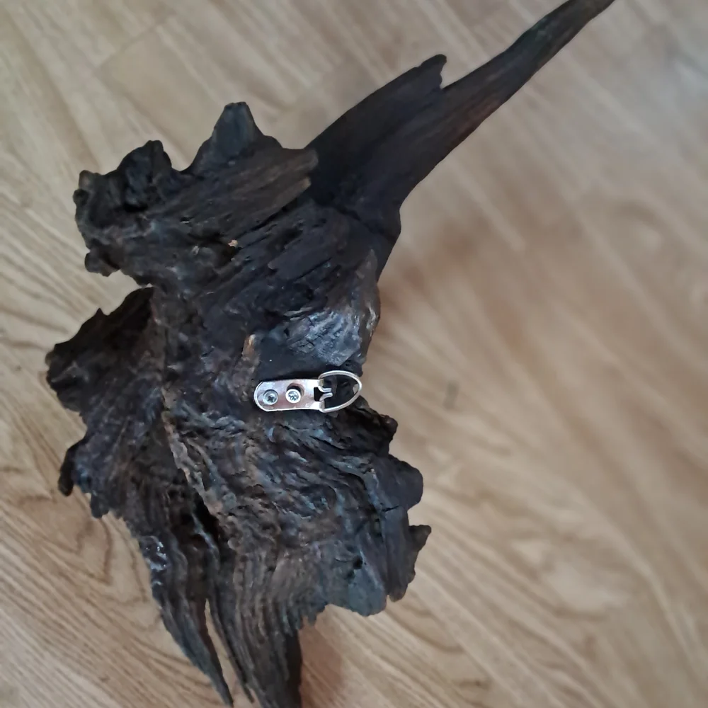 Bogwood from S. Louisiana 